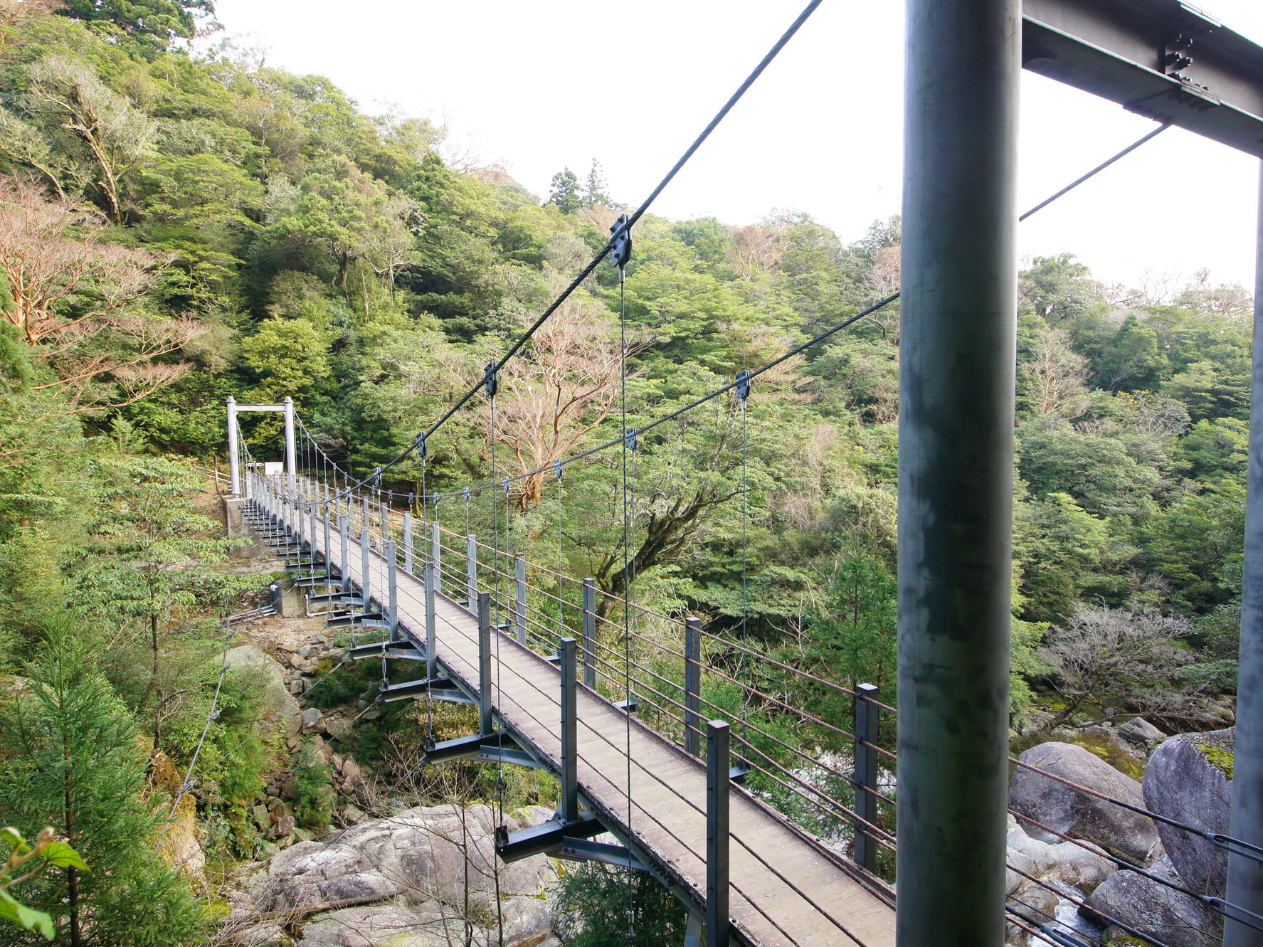 縄文杉1日＋白谷雲水峡半日（苔むす森まで）トレッキング 2泊3日宿泊