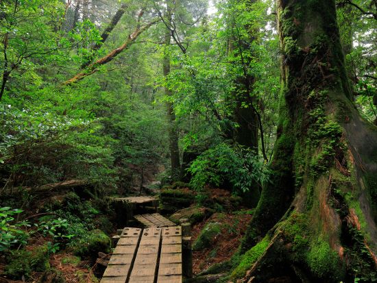 縄文杉トレッキング 2泊3日宿泊付きツアー 空港から徒歩1分！便利なRAKUSAホテルに宿泊！＜登山装備レンタル、温泉券付＞ by A・N・D