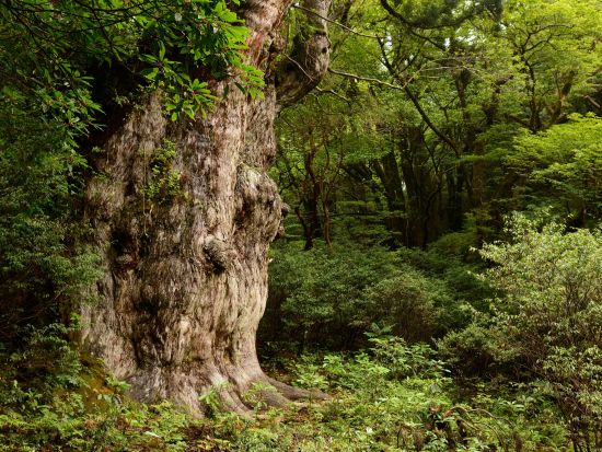 縄文杉1日＋白谷雲水峡半日（苔むす森まで）トレッキング 2泊3日宿泊付きツアー 空港から徒歩1分のRAKUSAホテルに宿泊！＜登山装備レンタル、温泉券付＞