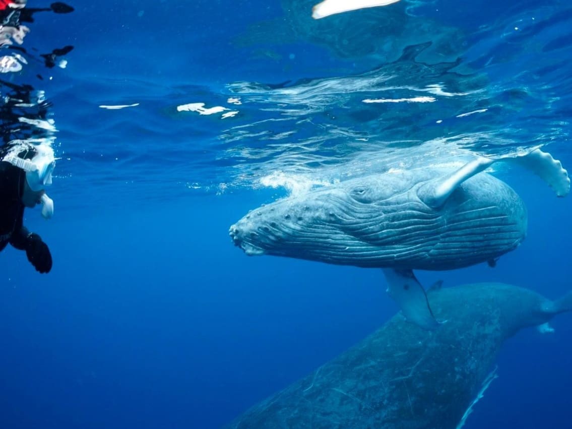 ホエールスイム クジラと一緒に泳ぐ貴重な感動体験！忘れられない