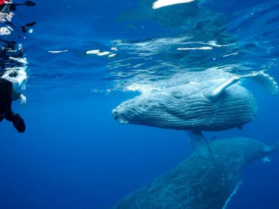 ホエールスイム クジラと一緒に泳ぐ貴重な感動体験！忘れられない思い出作りを by スーパーフィッシュダイビング沖縄＜Cカード要／那覇発／那覇市内ホテル送迎無料＞