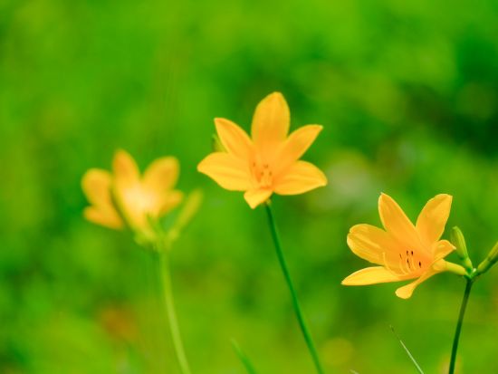 大長谷　21世紀の森散策＆温泉ツアー 地元食材のランチ付き＜午前／富山市＞