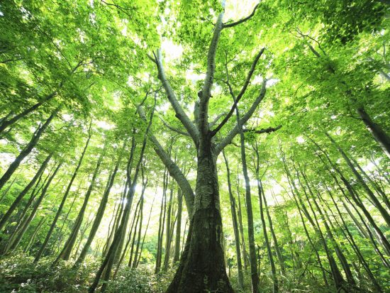 大長谷　21世紀の森散策＆温泉ツアー 地元食材のランチ付き＜午前／富山市＞