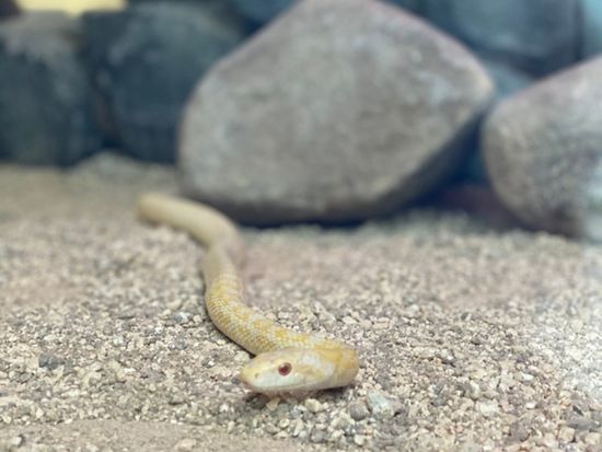 白へびの館-1