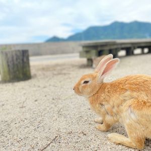 貸切観光タクシー うさぎの島大久野島 たけはら町並み保存地区送迎サービス 7時間 1 9名 広島市内 空港発 4名参加で1名11 165円 Byカープタクシー 広島の観光 遊び 体験 レジャー専門予約サイト Veltra ベルトラ 貸切観光タクシー うさぎの島大久野島 たけはら町並み保存地区送迎サービス 7時間 1 9名 広島市内 空港発 4名参加で1名11 165円 Byカープタクシー 広島の観光 遊び 体験 レジャー専門予約サイト Veltra ベルトラ