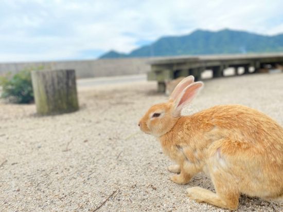 貸切観光タクシー うさぎの島大久野島＋たけはら町並み保存地区送迎サービス＜7時間／1-6名／広島市内・空港発＞ byカープタクシー