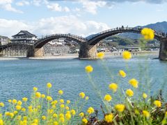 錦帯橋_菜の花