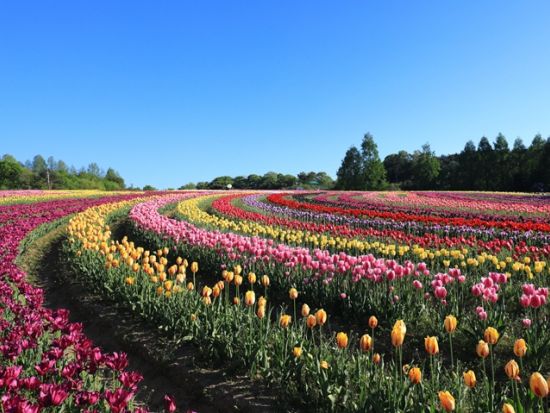 貸切観光タクシー 三次ワイナリー＋世羅高原農場など選べる観光スポット＜5時間～／1-6名／広島市内・空港発＞4名参加で1名10,325円～ byカープタクシー