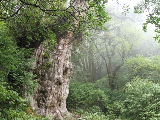 縄文杉＆白谷雲水峡（太鼓岩まで） 1泊2日キャンプツアー 自然の中で食べるご飯は格別！ガイドの手作り料理付き＜貸切、装備レンタル可能＞ by屋久島ガイド山好き