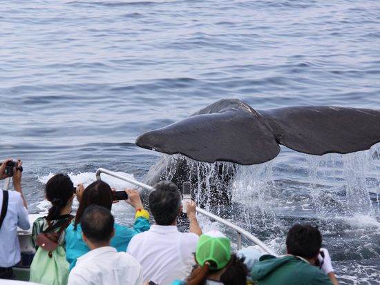 ホエールウォッチングクルーズ 羅臼最速の観光船アルラン 世でシャチ クジラ イルカに会いにでかけよう 4月下旬 10月中旬 0歳 参加ok 羅臼発 知床 網走の観光 遊び 体験 レジャー専門予約サイト Veltra ベルトラ ホエールウォッチングクルーズ 羅臼最速の観光船アルラン 世でシャチ クジラ イルカに会いにでかけよう 4月下旬 10月中旬 0歳 参加ok 羅臼発 知床 網走の観光 遊び 体験 レジャー専門予約サイト Veltra ベルトラ