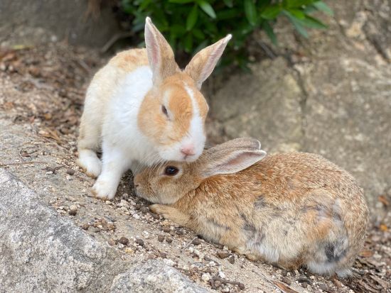 貸切観光タクシー うさぎの島大久野島＋たけはら町並み保存地区送迎サービス＜7時間／1-6名／広島市内・空港発＞ byカープタクシー