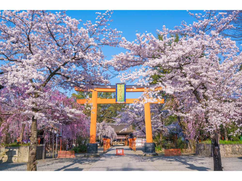 桜の名所バスツアー 銀閣寺 哲学の道 平野神社 昼の早まわ 京都の観光 遊び 体験 レジャー専門予約サイト Veltra ベルトラ