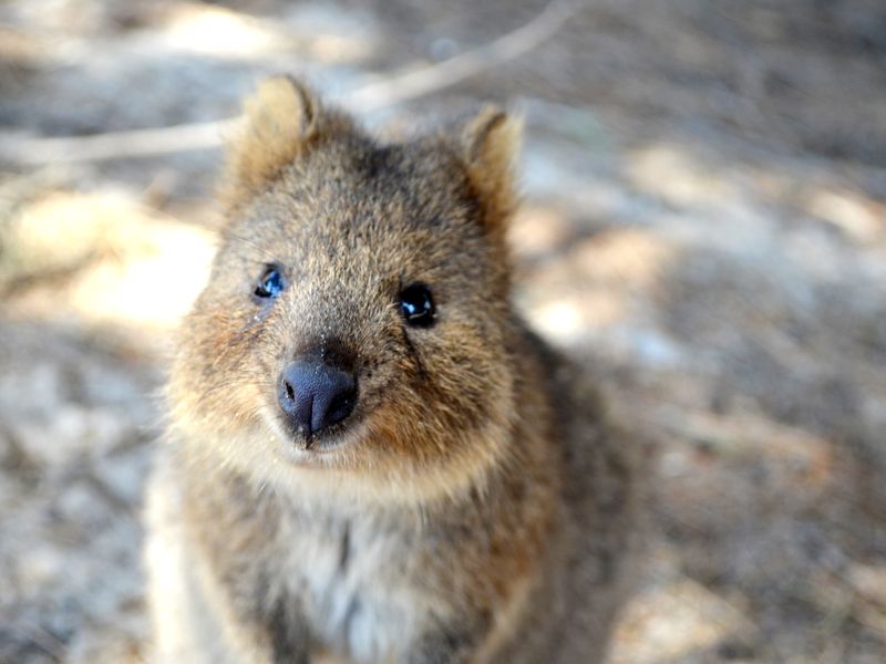 Perth_Quokka_shutterstock_336532568