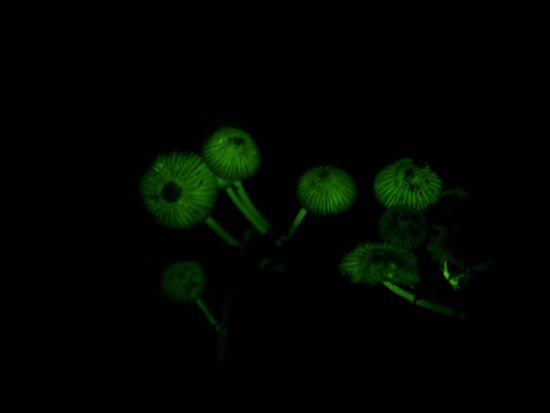 【3月下旬～9月末 月金土 限定】星空観測＆夜の森探索ナイトツアー　ニュートン式反射望遠鏡で観察！光るキノコや夜行性小生物観察も！ by キャノッピ屋久島