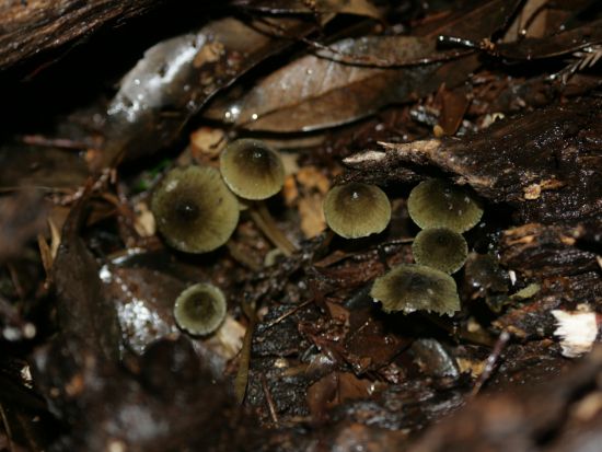 【3月下旬～9月末 月金土 限定】星空観測＆夜の森探索ナイトツアー　ニュートン式反射望遠鏡で観察！光るキノコや夜行性小生物観察も！ by キャノッピ屋久島