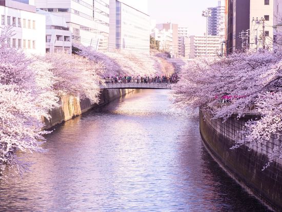 Tokyo_Megurogawa_Sakura_pixta_61951064_M