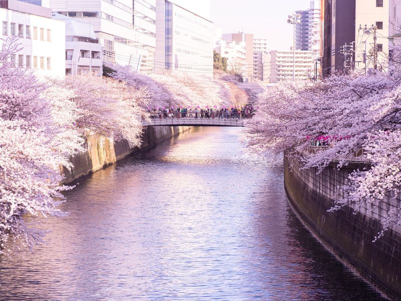 Tokyo_Megurogawa_Sakura_pixta_61951064_M