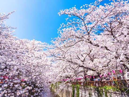 Tokyo_Megurogawa_Sakura_pixta_50449026_M