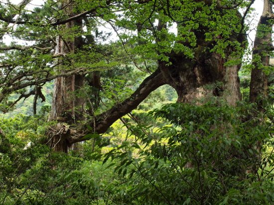 縄文杉トレッキング1泊2日キャンプツアー： 屋久島町公認ベテランガイドまなつさんが、ゆっくり丁寧に2日を掛けてご案内する極上のツアーです。