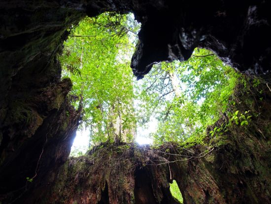 縄文杉トレッキング1泊2日キャンプツアー： 屋久島町公認ベテランガイドまなつさんが、ゆっくり丁寧に2日を掛けてご案内する極上のツアーです。