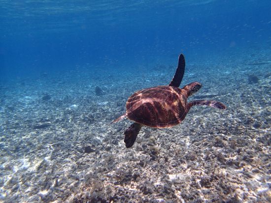 【小浜島発】幻の島＆ウミガメ大冒険！盛りだくさんツアー⭐︎無料『水中動画・マーメイド体験』