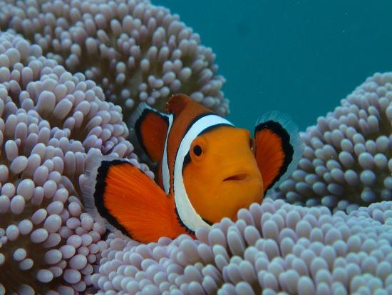 【石垣発】幻の島＆ウミガメ大冒険！盛りだくさんツアー⭐︎ 片道船券付き！！無料『水中動画・マーメイド体験、シャワー』