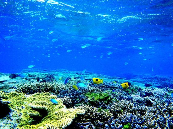 【石垣発】幻の島＆ウミガメ大冒険！盛りだくさんツアー⭐︎ 片道船券付き！！無料『水中動画・マーメイド体験、シャワー』