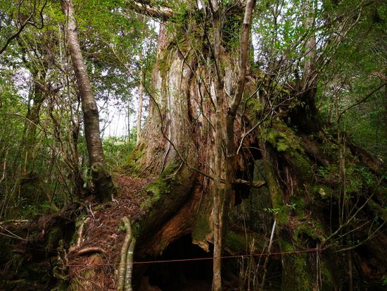 pixta_6896656_M三代杉 (1)