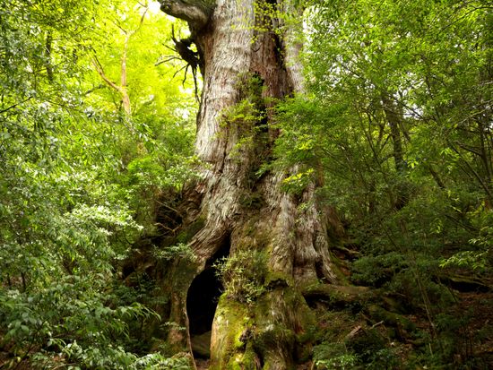 pixta_46705813_M.jpg大王杉