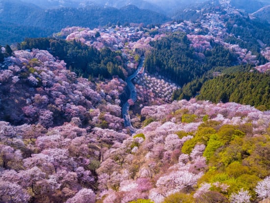 Japan_Nara_Yoshino cherry blossoms_aerial_mountain