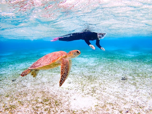 ウミガメシュノーケリングツアー 透明度抜群な遠浅のビーチで写真撮影