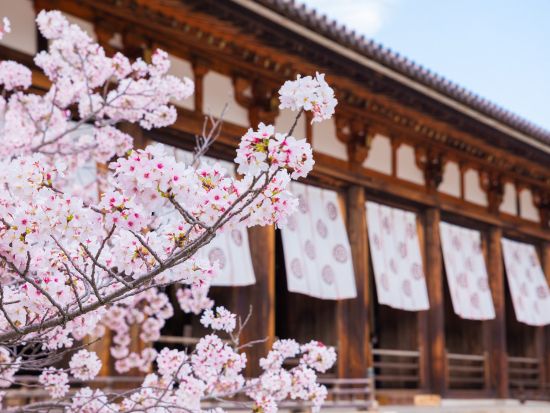 奈良定期観光バス 法隆寺＋中宮寺 世界最古の木造建築物をめぐる半日バスツアー＜約3時間／午前発／ガイド付／JR奈良駅・近鉄奈良駅発＞
