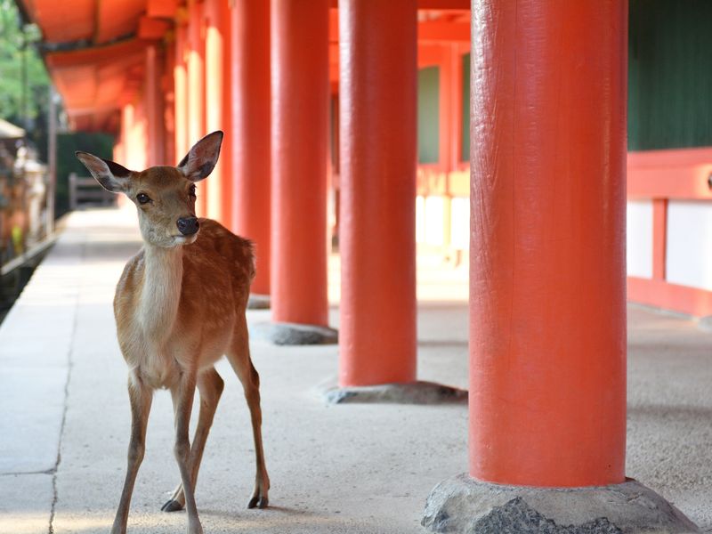 Japan_Nara_Kasuga_taisha_pixta_43223909