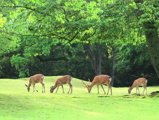 貸切観光タクシー 奈良公園めぐり 古都奈良おすすめコース 2 5時間 1 9名 奈良発 By 服部タクシー 奈良の観光 遊び 体験 レジャー専門予約サイト Veltra ベルトラ 貸切観光タクシー 奈良公園めぐり 古都奈良おすすめコース 2 5時間 1 9名 奈良発 By 服部タクシー 奈良の観光 遊び 体験 レジャー専門予約サイト Veltra ベルトラ