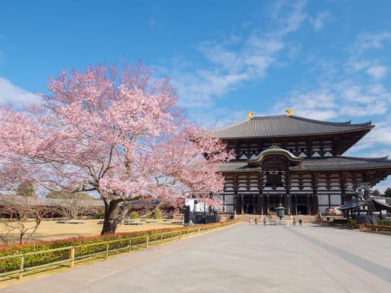 Japan_Nara_Todai-ji_Cherry blossom_sakura_shutterstock_424460758