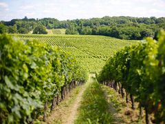 France_Bordeaux_Vineyards_Rolling_Hill_Winery_shutterstock_456696691