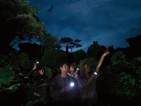 ナイトトレッキング　何が起こるか分からない夜のジャングルへ！おきなわワールド内にあるウワーガー（宇和川）ジャングルを探検　レンタルウエア付き！＜南城市＞