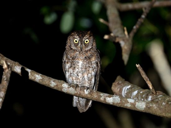 ホタルナイトツアー プロフォトグラファーが厳選したヤエヤマホタルの名所へ！当日17時まで予約OK＜3～5月／石垣島＞