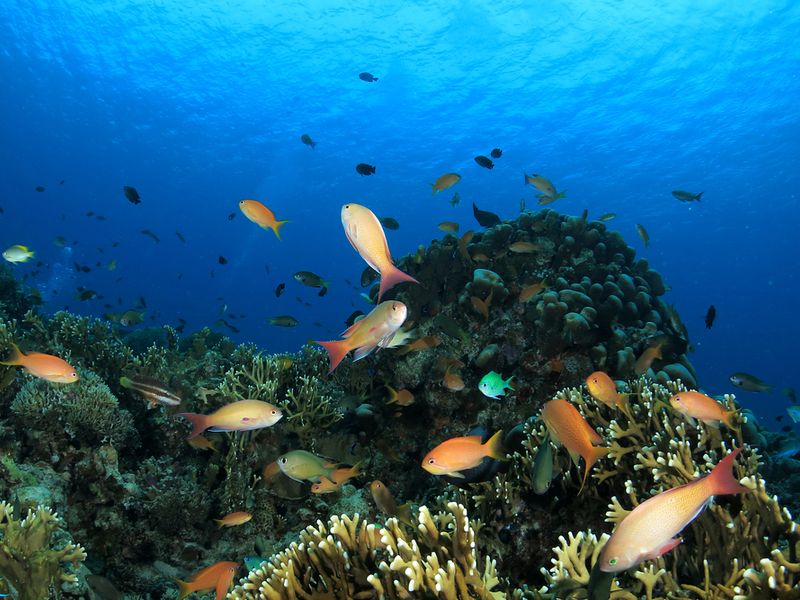 Japan_Okinawa_Kerama_snorkeling_shutterstock_395151430