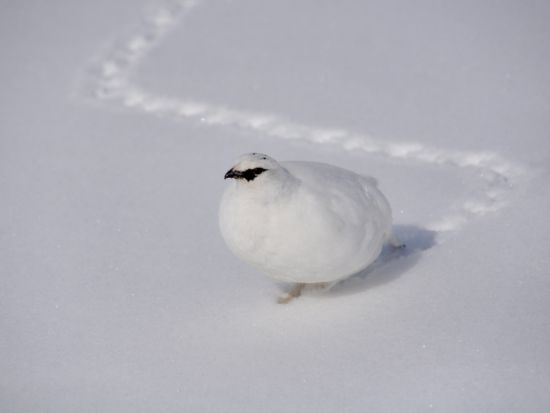【2026】「立山の雪を知る」室堂平雪上散策ガイドツアー 立山登山ガイドが立山黒部アルペンルートをご案内　雪の秘密を大研究＜4月18日～26日／ホテル立山集合＞
