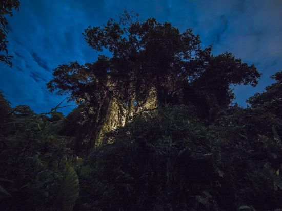 ナイトトレッキング　何が起こるか分からない夜のジャングルへ！おきなわワールド内にあるウワーガー（宇和川）ジャングルを探検　レンタルウエア付き！＜南城市＞