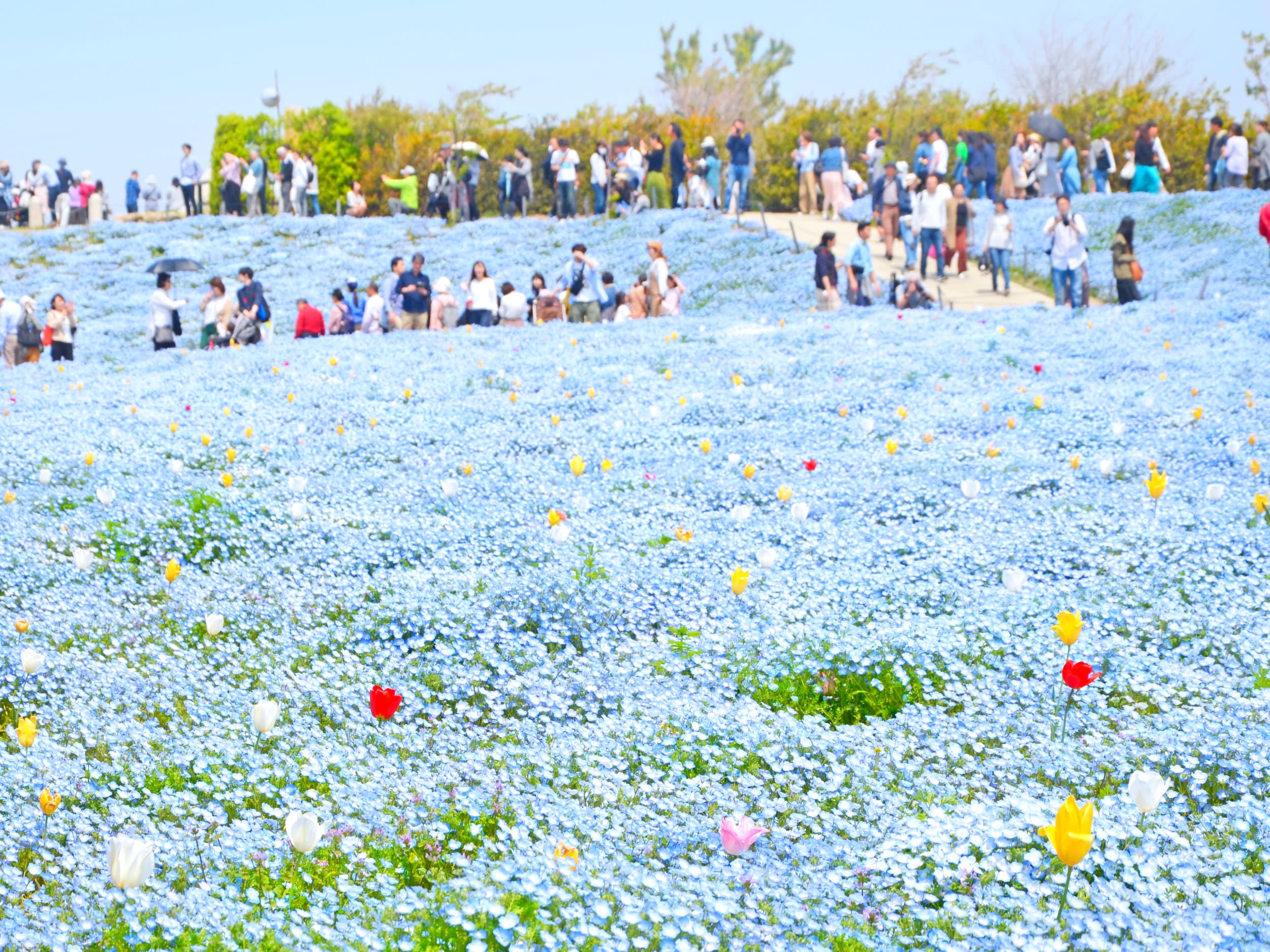 横浜発日帰りバスツアー ひたち海浜公園にて絶景「ネモフィラ」鑑賞＆あしかがフラワーパークでライトアップされた大藤棚も堪能＜4～5月／横浜駅発着＞ |  横浜・みなとみらいの観光&遊び・体験・レジャー専門予約サイト VELTRA(ベルトラ)