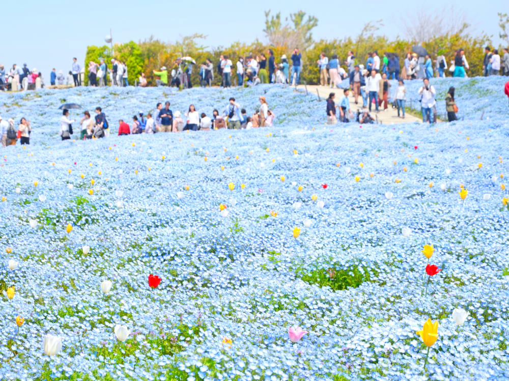 ひたち海浜公園「ネモフィラ」鑑賞バスツアー 日立おさかなセンター＆めんたいパーク大洗＜2022年4/10～5/15／東京・新宿発 ＞by 平成 ...