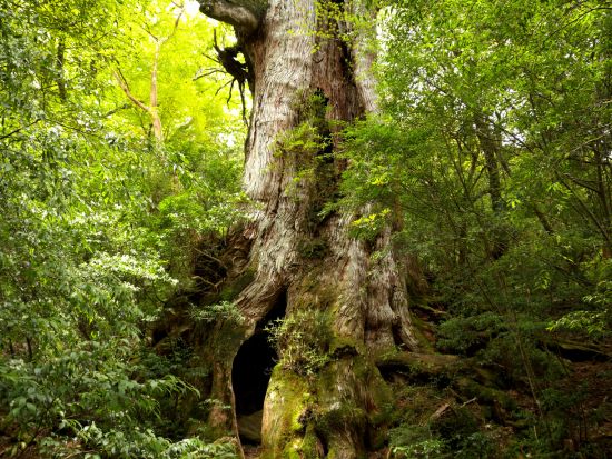 縄文杉日帰りトレッキングツアー　屋久島町公認ガイドのまがご案内！コンセプトは「ecological ＆ spiritual」by ネイチャーガイドオフィスまなつ
