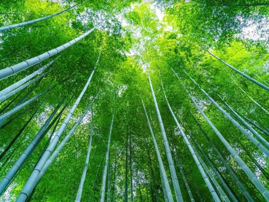 Japan_Kanagawa_Kamakura_Eishoji_Bamboo_pixta_70480222_XL