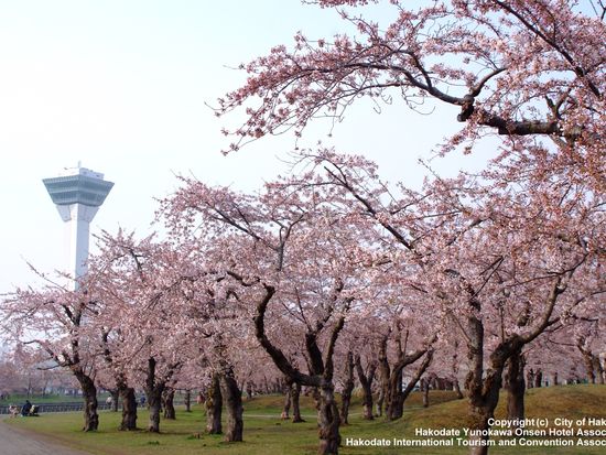 観光タクシー 函館満喫コース 函館の観光スポットが大集合 函館市 By 道南ハイヤー 函館 大沼の観光 遊び 体験 レジャー専門予約サイト Veltra ベルトラ 観光タクシー 函館満喫コース 函館の観光スポットが大集合 函館市 By 道南ハイヤー 函館 大沼の観光 遊び 体験 レジャー専門予約サイト Veltra ベルトラ