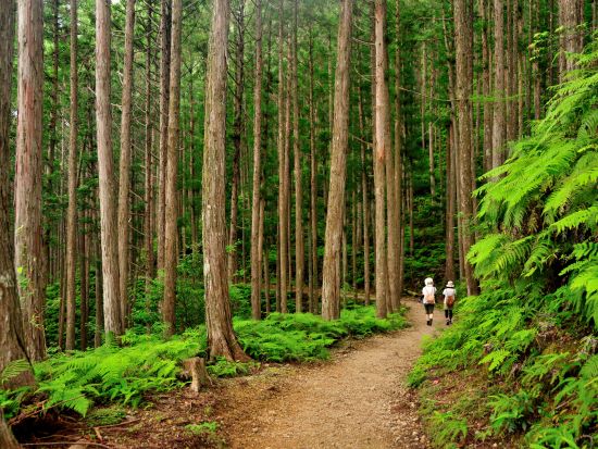 世界遺産熊野古道日帰りトレッキング 中辺路ハイライト7.6km 発心門王子～熊野本宮大社＜現地集合／語り部ガイド付き＞ by 熊野トラベル
