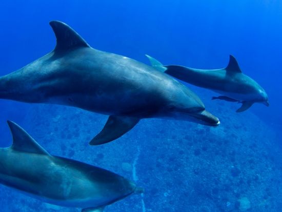 南島観光ツアー　1日100人限定の南島上陸＋ドルフィンスイム＋冬～春限定ホエールウォッチング＋シュノーケリング＜1日／小笠原諸島・父島発＞