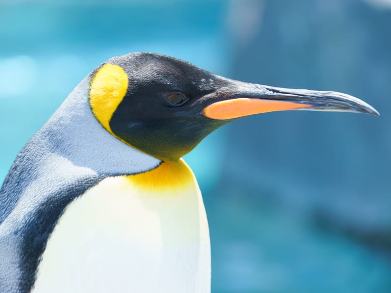 旭山動物園日帰り観光ツアー 北海道の観光 遊び 体験 レジャー専門予約サイト Veltra ベルトラ