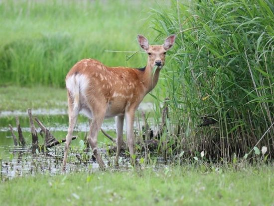 釧路湿原カヌーツアー たっぷり2時間！国立公園内のリバーツーリング 野生動物に出会うことも可能！＜貸切／塘路駅集合／ガイド付＞by ヒーリングカヌー釧路